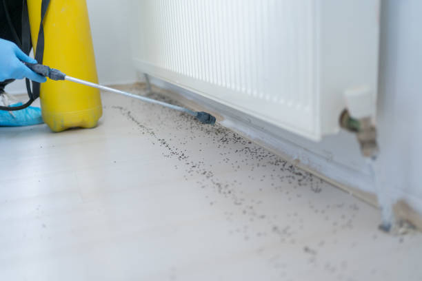 Best Spider Control Near Me  in Wadsworth, IL